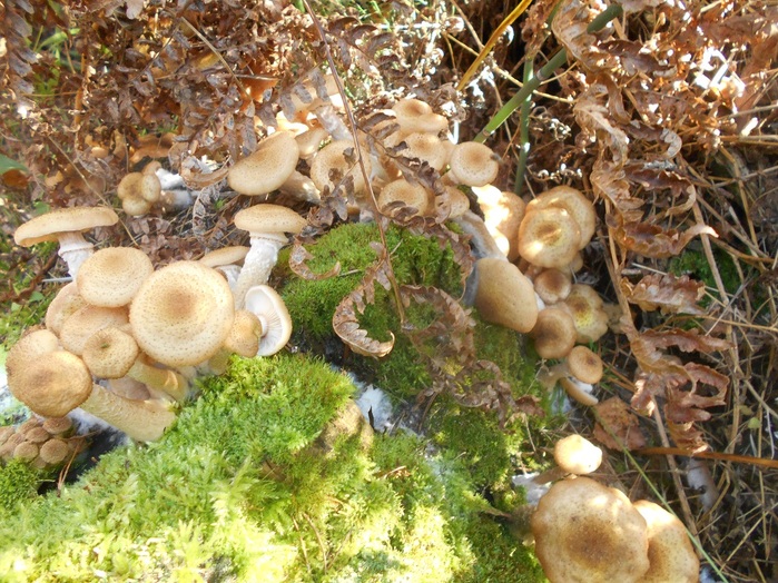 4533467_DSCN4806 (700x524, 205Kb)