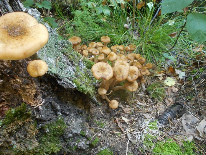 4533467_DSCN4808 (700x524, 223Kb)