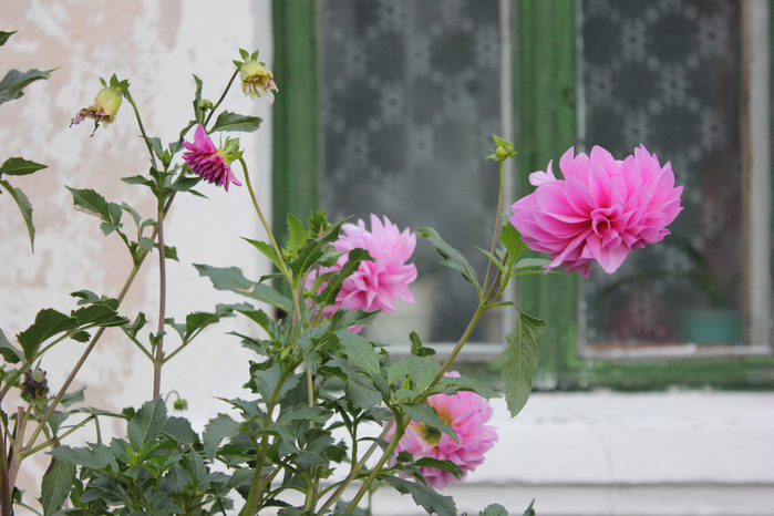 IMG_3284 (700x466, 415Kb)