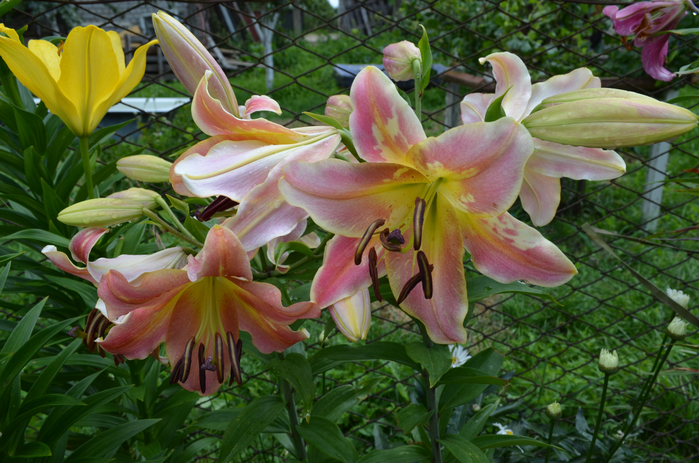 DSC_0101 (700x463, 454Kb)