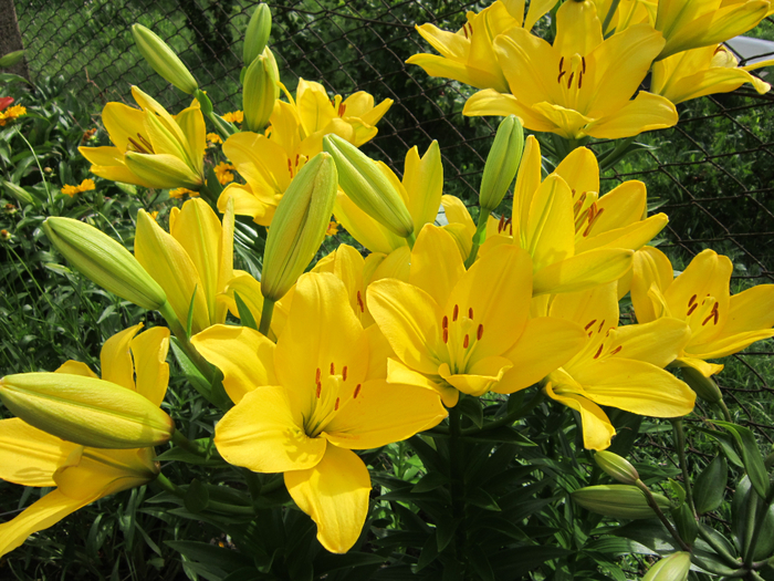 IMG_8859 (700x525, 538Kb)