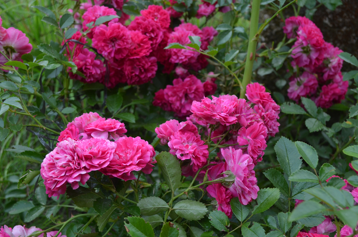 DSC_0374 (700x463, 462Kb)