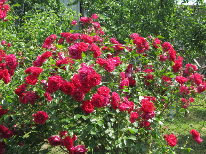 IMG_8607 (700x525, 714Kb)