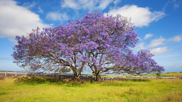 Nature___Flowers_Blossoming_tree_jacaranda_048335_ (700x393, 449Kb)