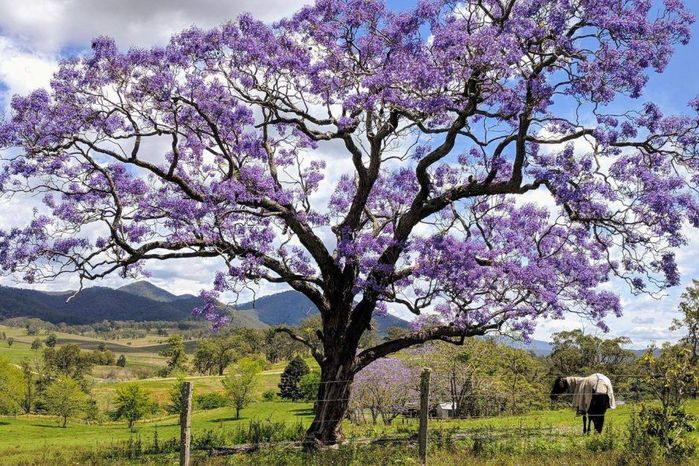 the-best-spots-to-admire-sydneys-purple-sea-of-jacaranda-trees-jacaranda-tree (700x466, 493Kb)