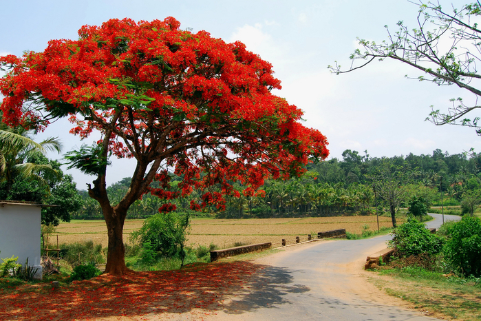 Roads_Delonix_Trees_Red_524715_3000x2000 (700x466, 558Kb)