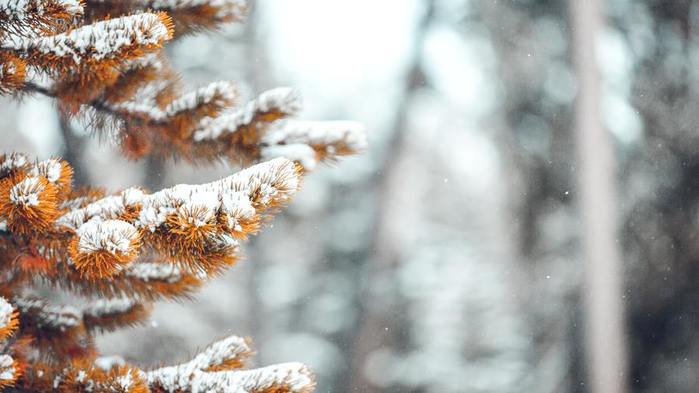 winter-snow-nature-pine-trees-fall-depth-of-field-2201891 (700x393, 38Kb)