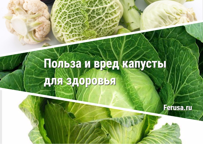 Капуста польза и вред. Капуста в попе. Польза и вред сырой капусты. Какие животные вредят капусте.