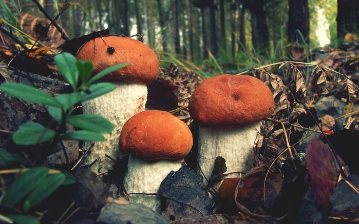 1920x1200-px-closeup-forest-mushroom-nature-732717 (700x437, 90Kb)