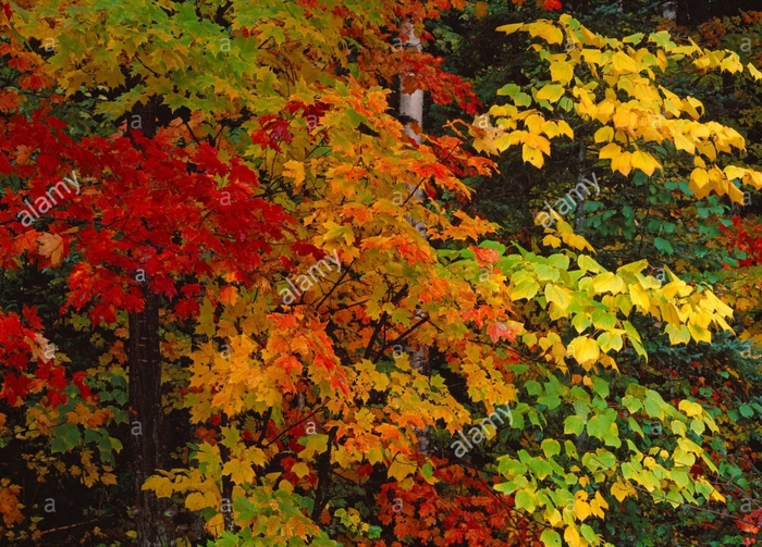 5152557_hlK7iQip_inettools_net_crop_image (700x503, 380Kb)