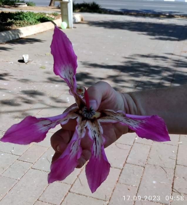 цветок (637x700, 174Kb)