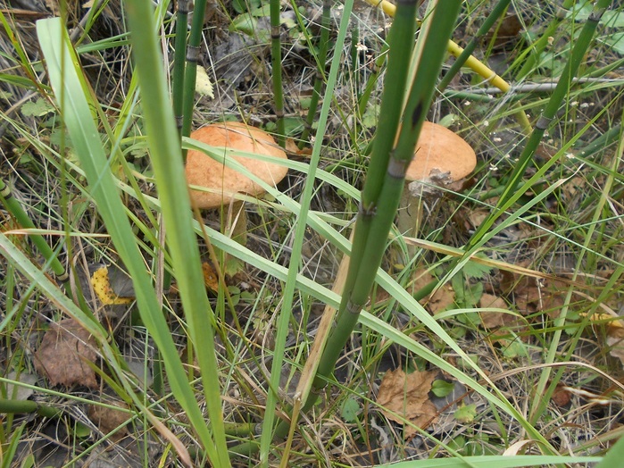 4533467_DSCN4760 (700x524, 208Kb)