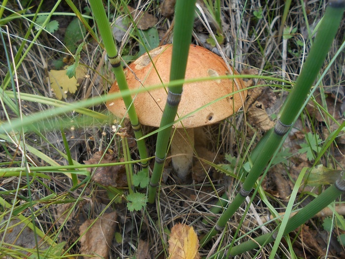 4533467_DSCN4762 (700x524, 184Kb)