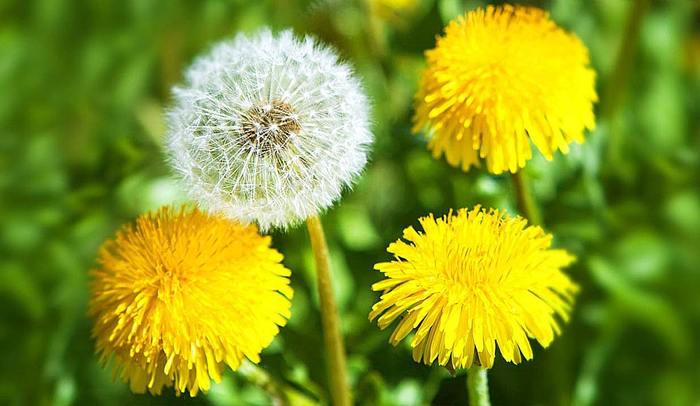 4955495_odyvanchiki_1 (700x406, 42Kb)