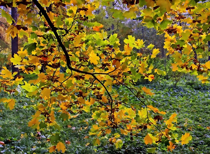 5152557_0_3d2fa_47af87a8_XL (700x515, 213Kb)