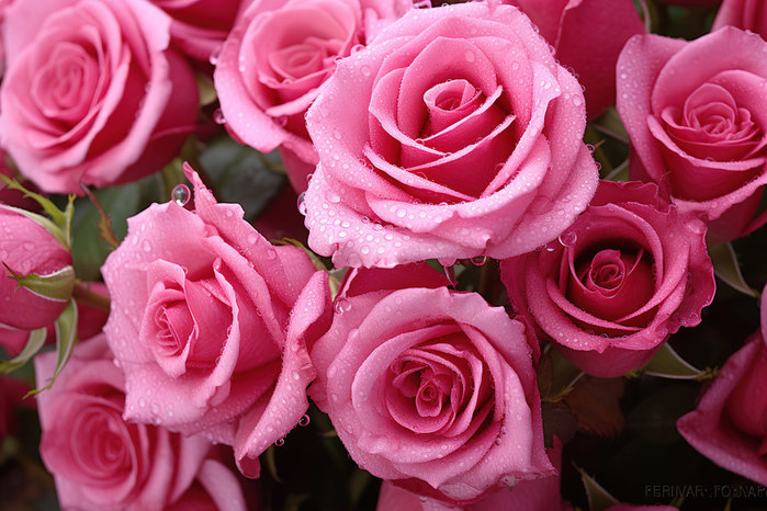 Pngtreepink roses with dew droplets_13206881 (700x466, 113Kb)