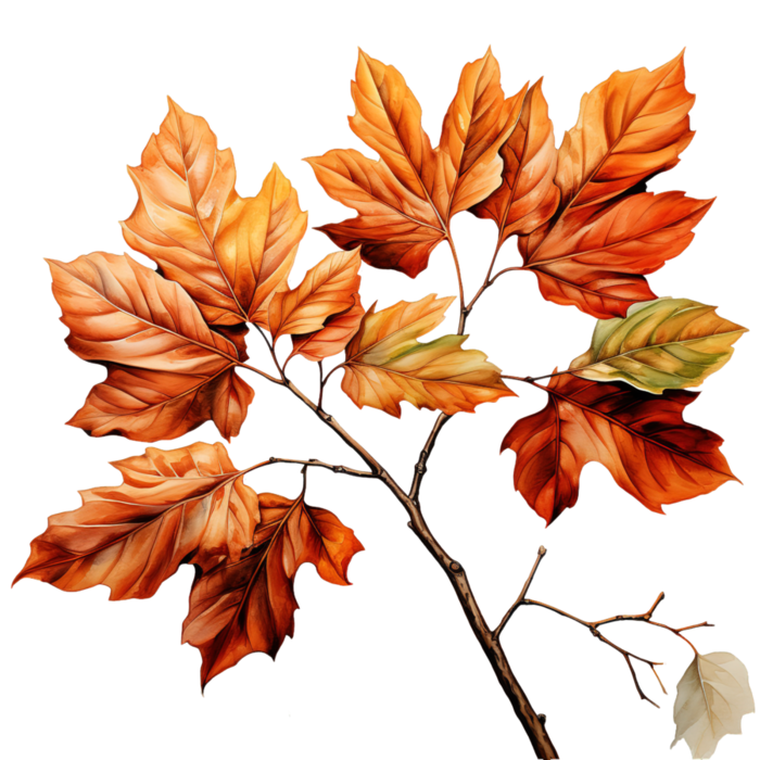 Autumn Leaf branch 2-standard-width-3000px (700x700, 527Kb)