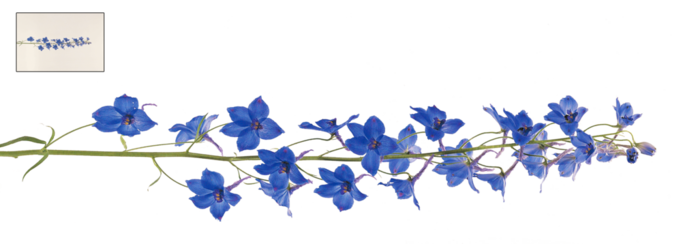 unrestricted___flower_12_by_frozenstocks-d8amnhp (700x244, 132Kb)