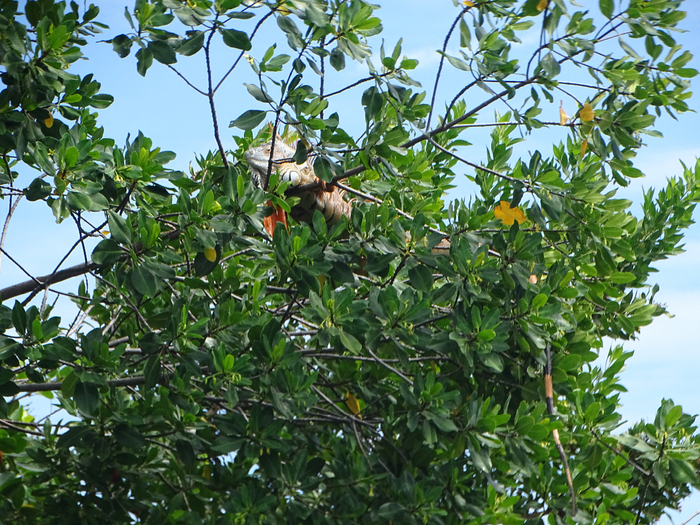 DSC00523 (700x525, 606Kb)