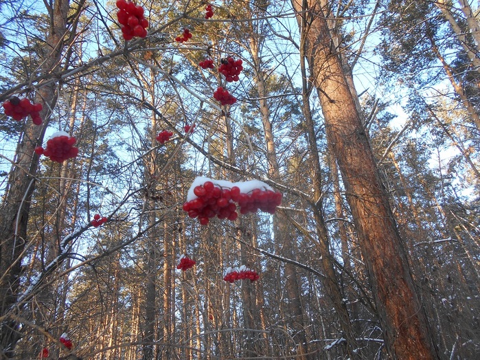 4533467_DSCN5168 (700x524, 260Kb)