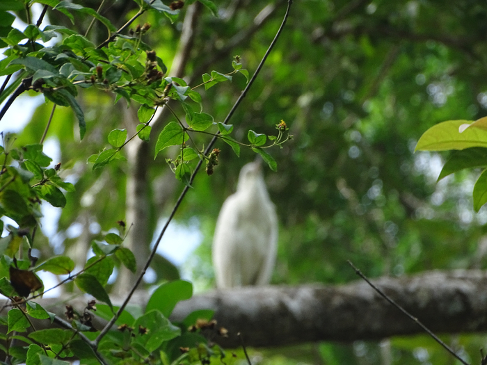 DSC00629 (700x525, 411Kb)