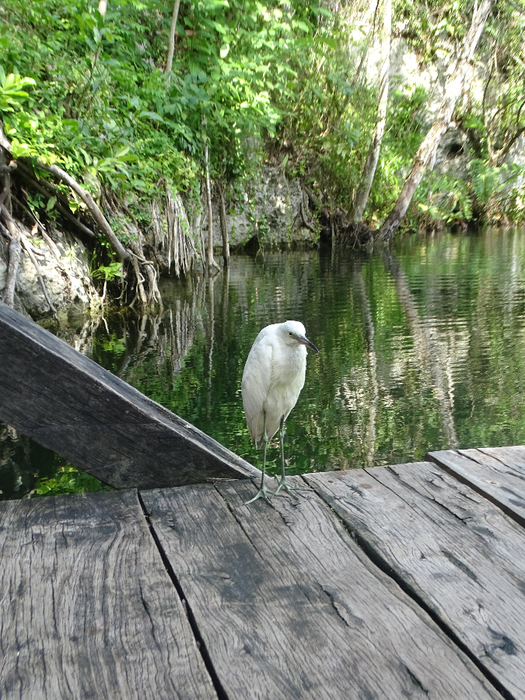 DSC00646 (525x700, 544Kb)