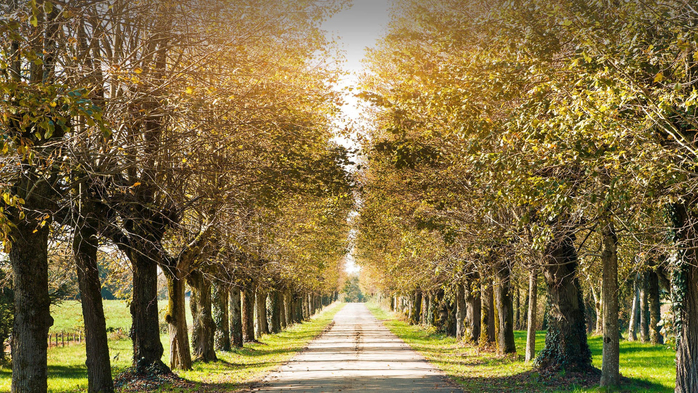 Country road tree lined perspective in autumn with bright sunlight (700x393, 546Kb)