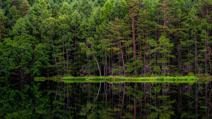 Lush forest reflecting in Mishakaike Pond, Chino, Tateshina, Nagano, Japan (700x393, 490Kb)