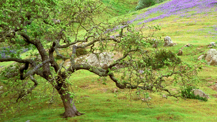 Oak Tree, Santa Rosa Creek, California (700x393, 541Kb)