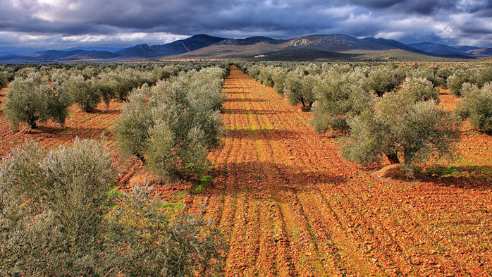 Olive groves around the National Park Coldstream Tables, Ciudad Real, Castilla la Mancha, Spain (700x393, 506Kb)