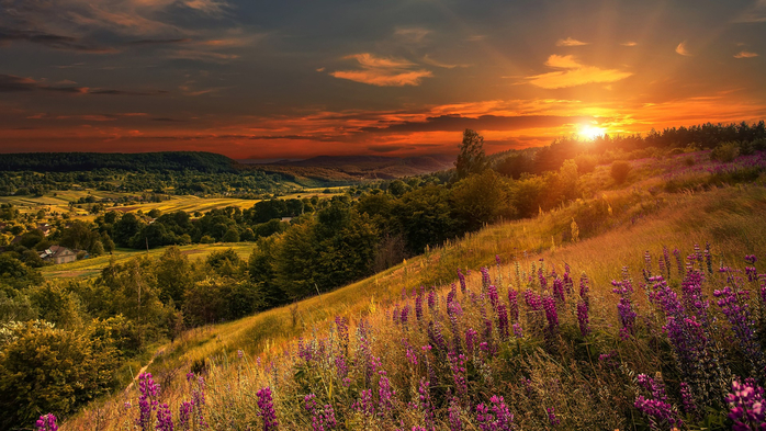 Overcast sky with clouds over the mountain valley with pink lupine flowers at sunset (700x393, 426Kb)