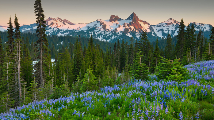 Paradise Area at Mount Rainier National Park, Washington State, USA (700x393, 476Kb)