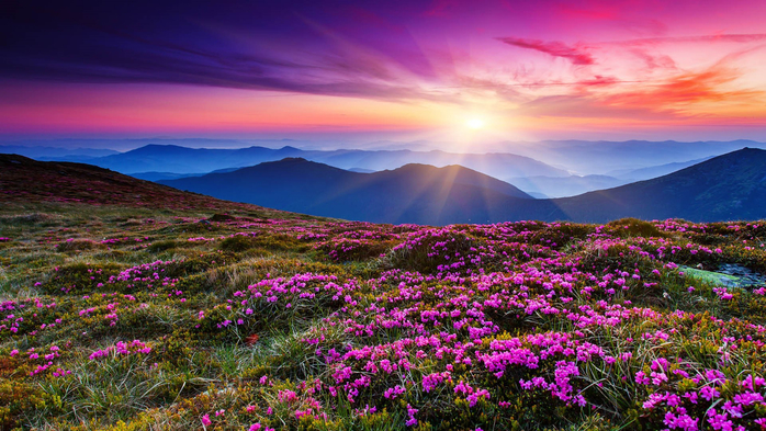 Pink rhododendron flowers on a summer mountain, Carpathians, Ukraine (700x393, 451Kb)