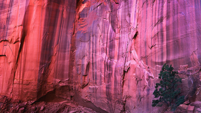 Pinyon pine tree at Wingate Sandstone cliffs, Capitol Reef, Colorado Plateau, Utah, USA (700x393, 415Kb)