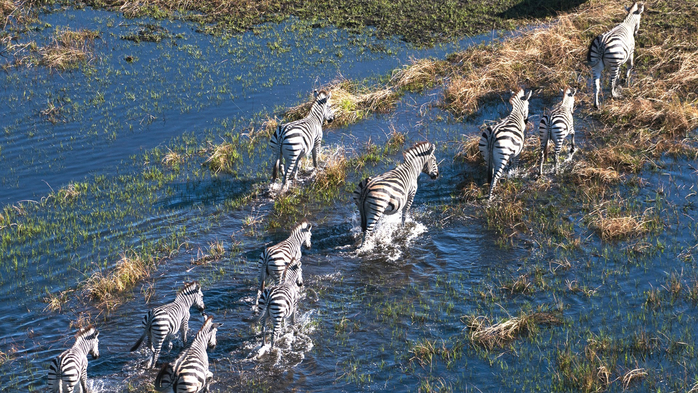 Plains zebras (Equus quagga) walking in a flood plain, Okavango Delta, Botswana (700x393, 497Kb)