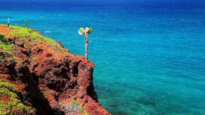 Prickly pear cacti on a cliff of Rabida Island in Galapagos National Park, Ecuador (700x393, 461Kb)