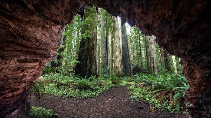 Redwood trees view from cave at Jedediah Smith Redwoods State Park, California, USA (700x393, 436Kb)