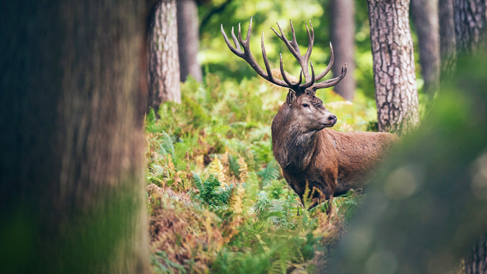 Red deer stag between ferns in autumn forest, Germany (700x393, 311Kb)