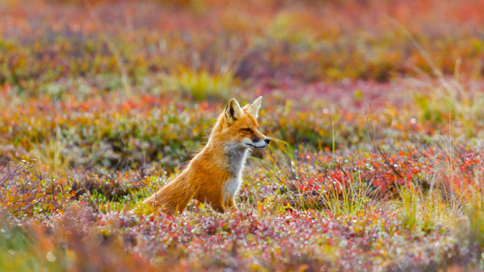 Red fox in Denali National Park and Preserve, Alaska (700x393, 391Kb)