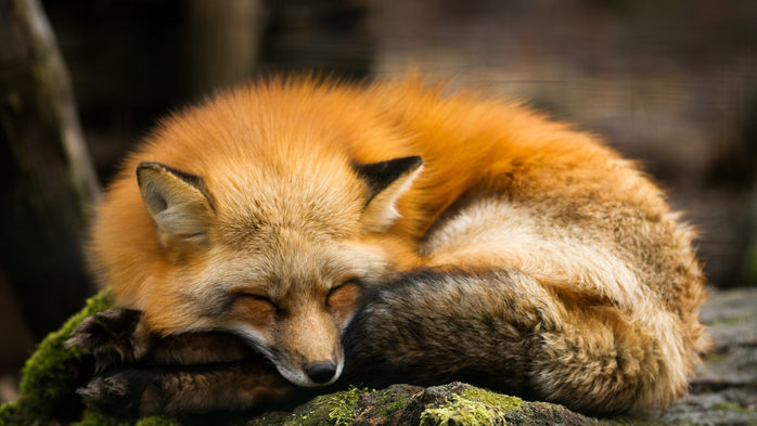 Red fox sleeping in the forest during the autumn (700x393, 277Kb)