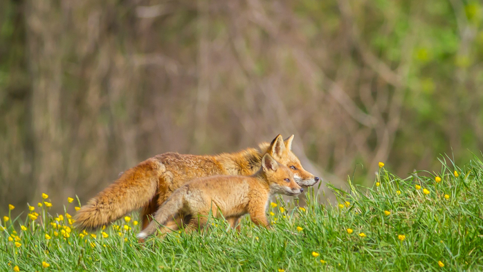 Red fox vixen and pup in a field of Buttercups, Pennsylvania, USA (700x393, 320Kb)