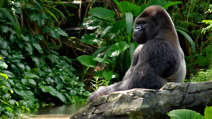 Resting Gorilla by water (700x393, 403Kb)