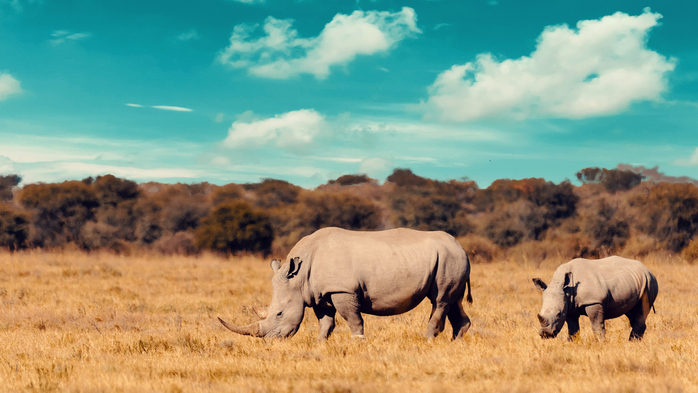 Rhino family, mother with baby of white rhinoceros, Khama Rhino Sanctuary, Botswana (700x393, 320Kb)