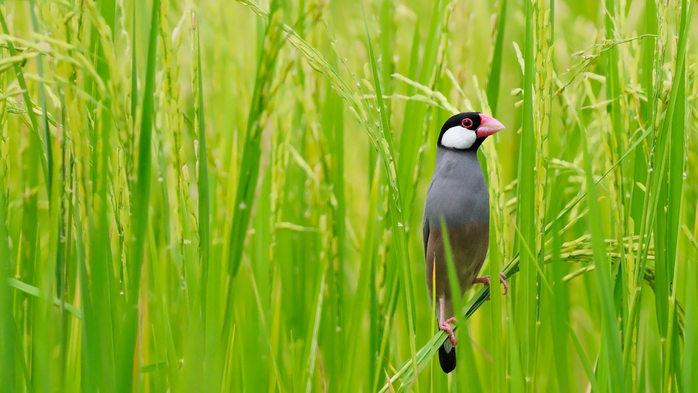Rice field Java sparrow Thailand, Bangkok (700x393, 333Kb)