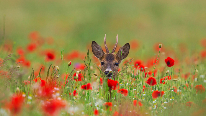 Roe deer (Capreolus capreolus) in meadow with poppies (700x393, 334Kb)