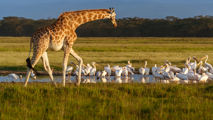 Rothschilds Giraffe (Giraffa camelopardalis) and pelicans in Lake Nakuru National Park, Kenya (700x393, 341Kb)