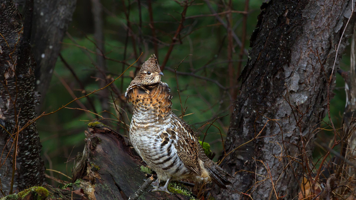 Ruffed grouse in Algonquin Provincial Park, Ontario, Canada (700x393, 349Kb)