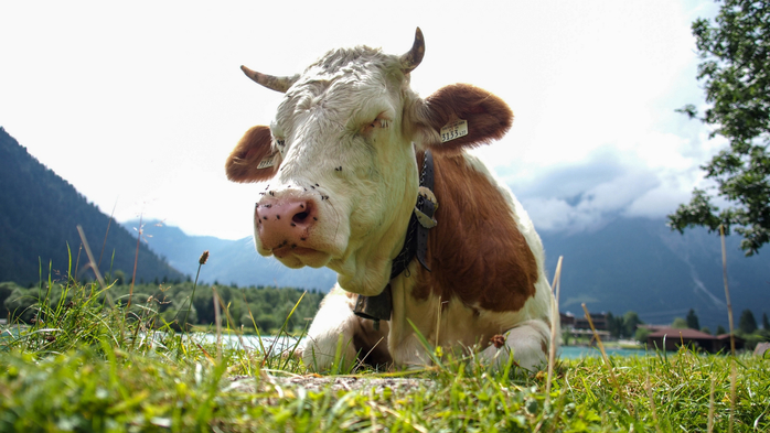 Satisfied Austrian Cow (700x393, 301Kb)