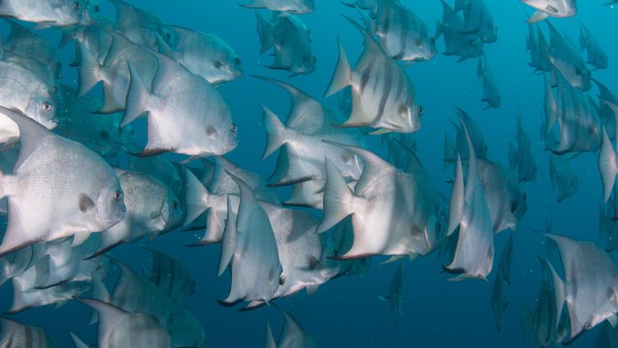 School of Atlantic Spadefish swimming in the ocean, Florida, USA (700x393, 303Kb)