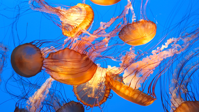 Sea nettle jellyfish with mood lighting, Monterey Bay Aquarium, California, USA (700x393, 497Kb)